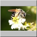 Andrena propinqua - Sandbiene w02c 10mm - OS-Hasbergen Waldwiese det.jpg